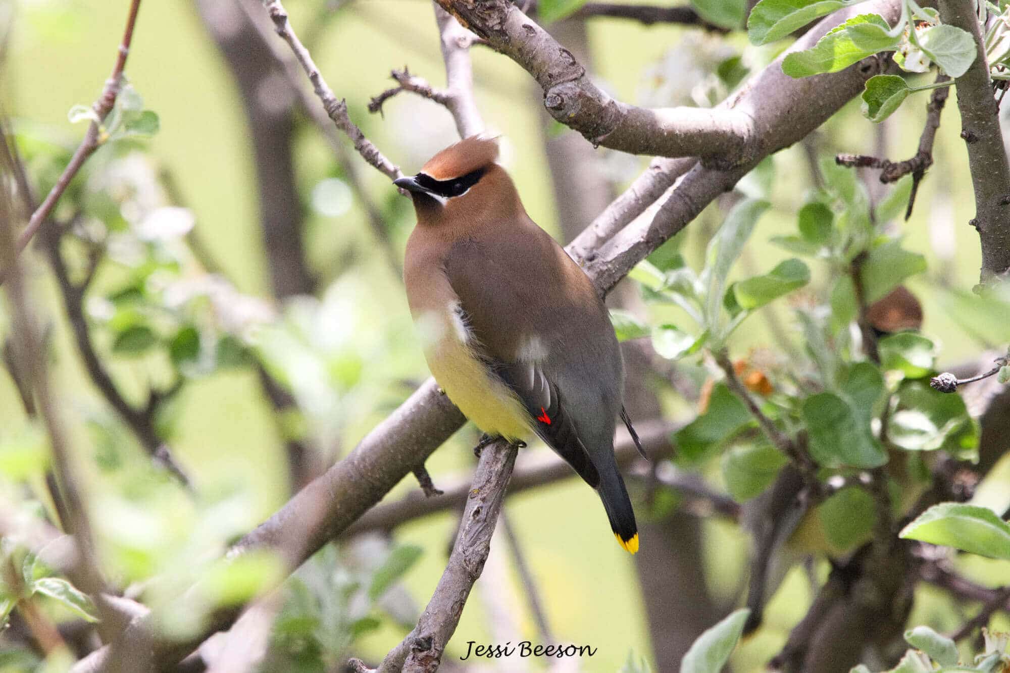 picture of a bird in a tree