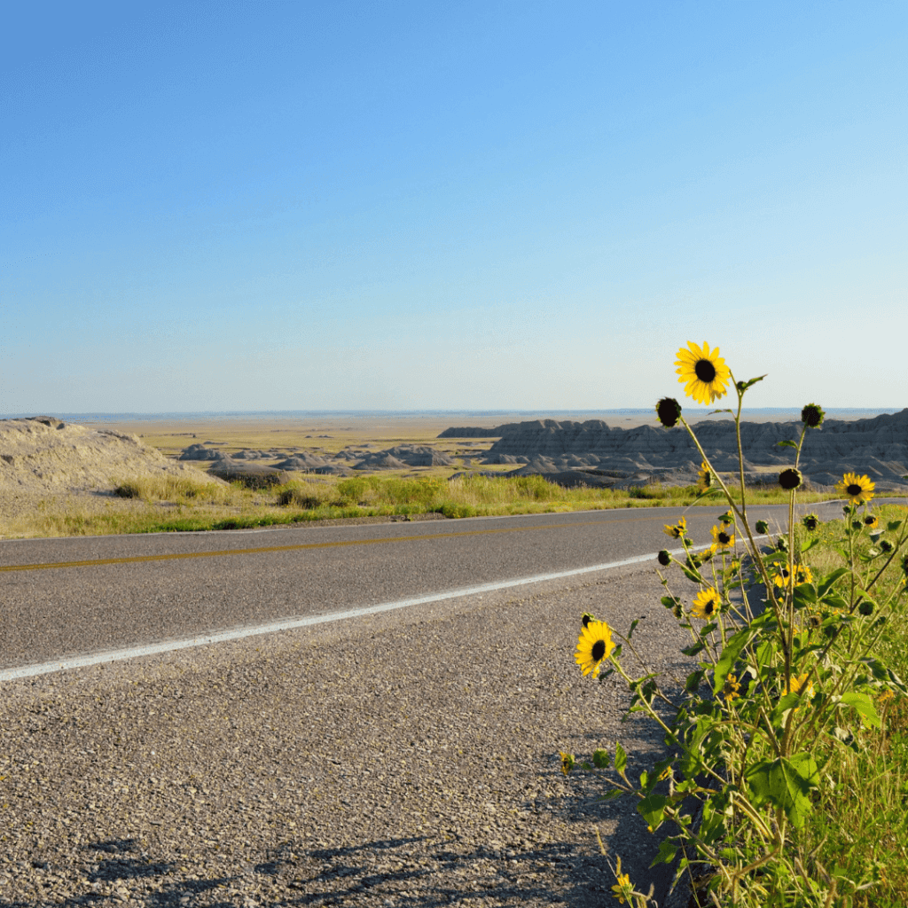 picture of a road with flowers in South Dakota